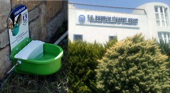 SOKAK HAYVANLARINA YARDIM ELİ