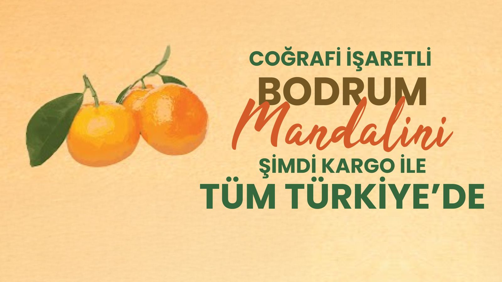 COĞRAFİ İŞARETLİ BODRUM MANDALİNİ ŞİMDİ KARGO İLE TÜM TÜRKİYE'DE